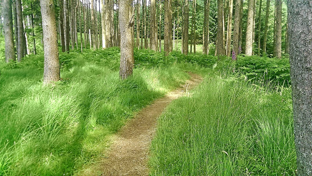 Osprey-MTB-Trail - Kielder